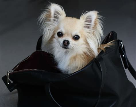 gucci chihuahua